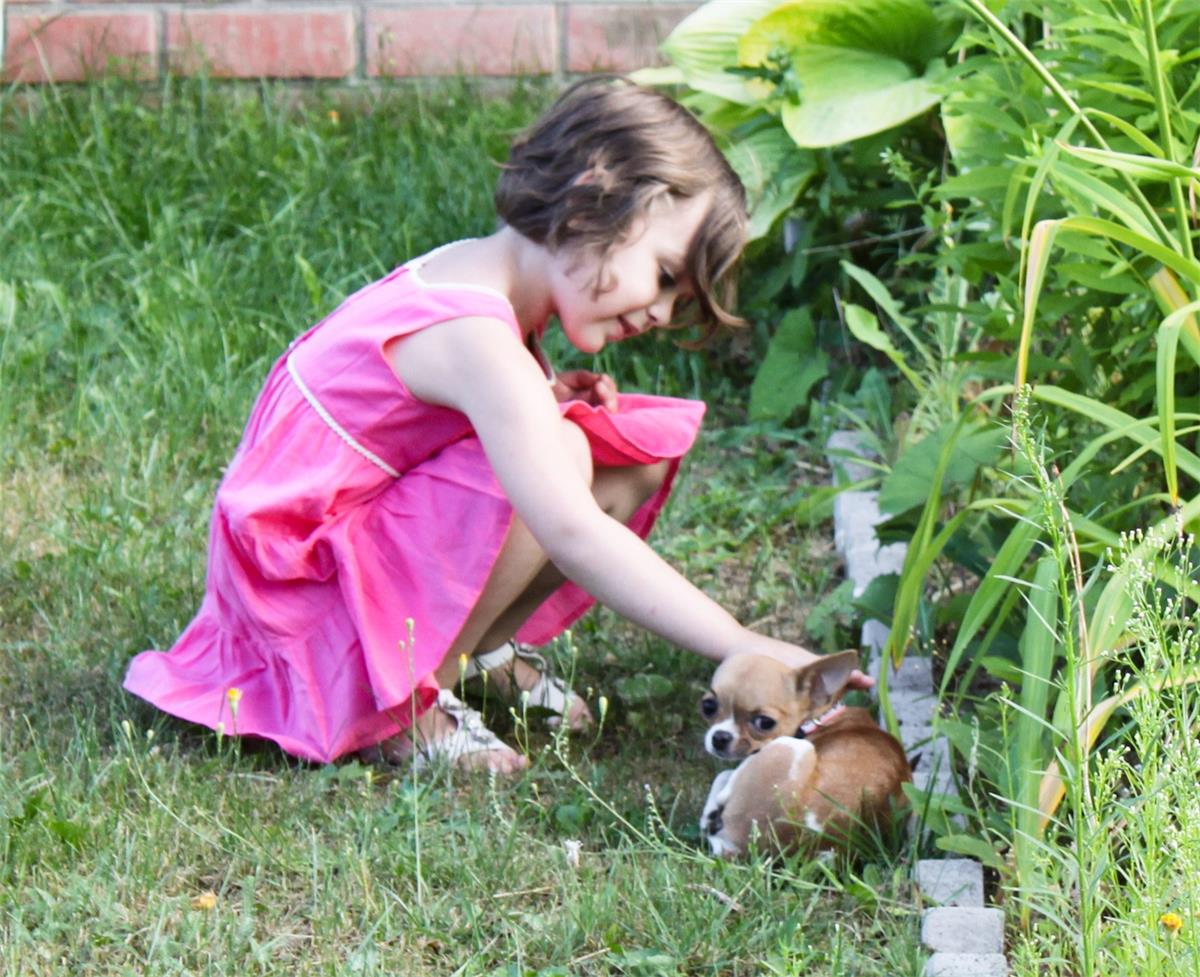 Yard Safety for Pets